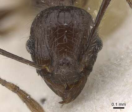 Image of Tetramorium aculeatum (Mayr 1866)