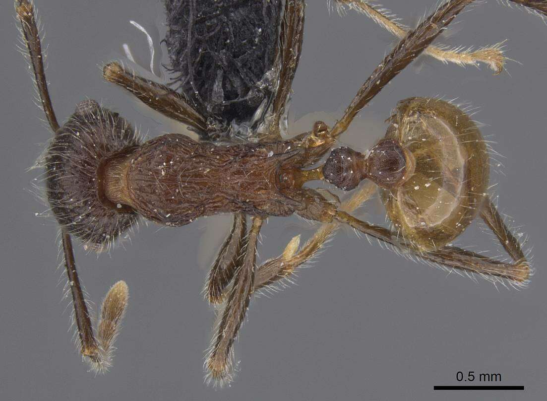 Image of Tetramorium aculeatum (Mayr 1866)