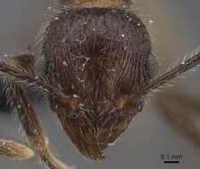 Image of Tetramorium aculeatum (Mayr 1866)