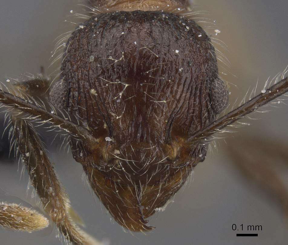 Image of Tetramorium aculeatum (Mayr 1866)