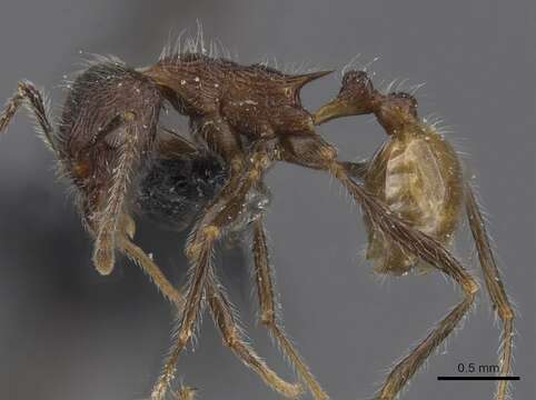 Image of Tetramorium aculeatum (Mayr 1866)