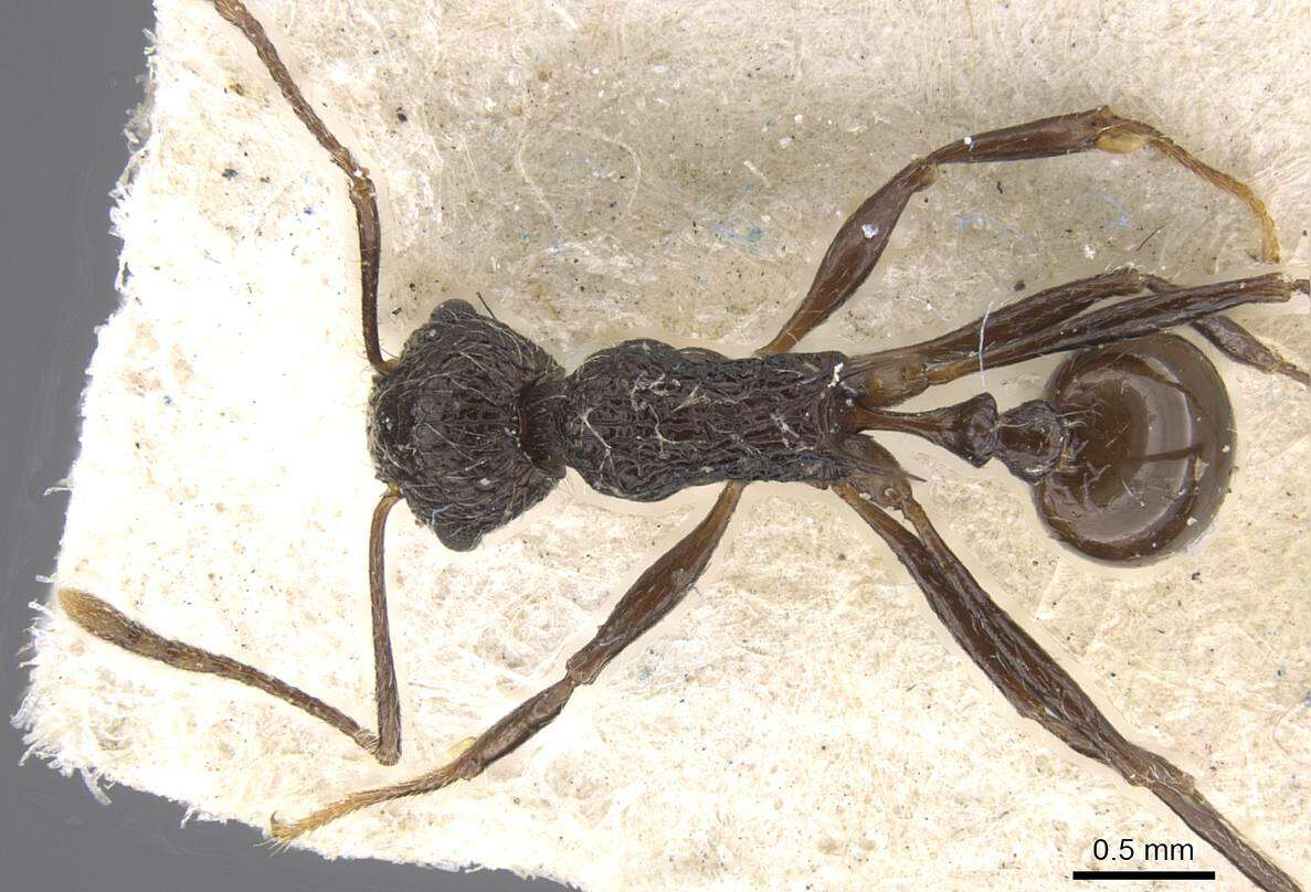 Image of Tetramorium aculeatum (Mayr 1866)