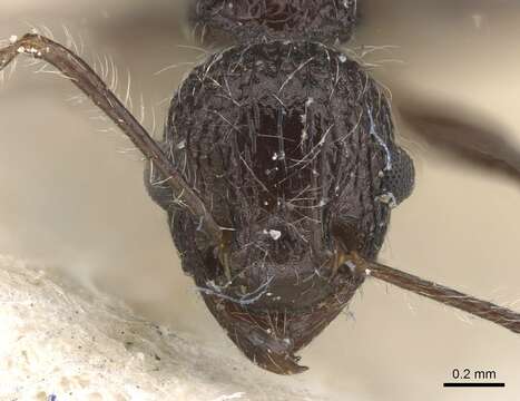 Image of Tetramorium aculeatum (Mayr 1866)