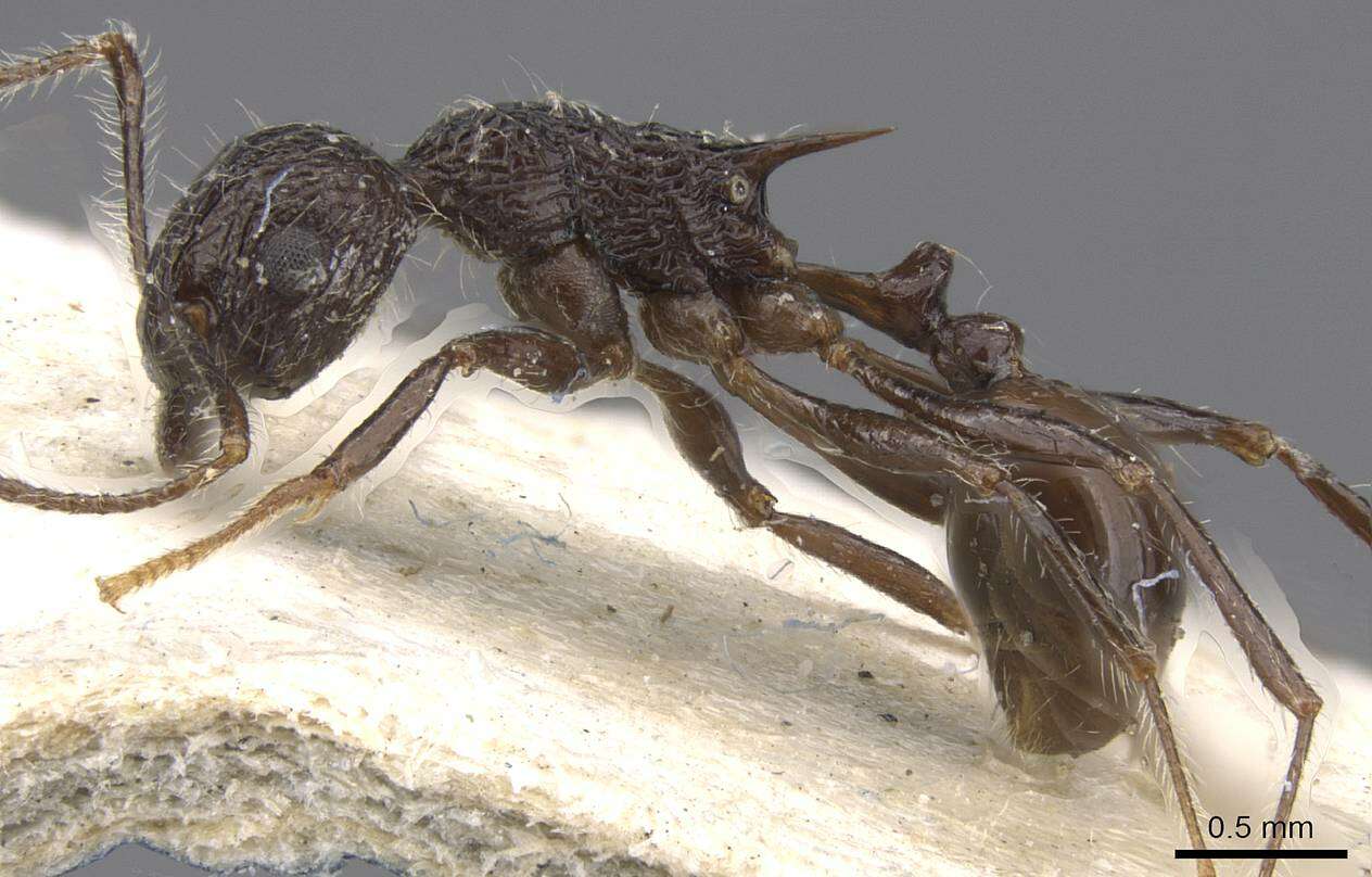 Image of Tetramorium aculeatum (Mayr 1866)