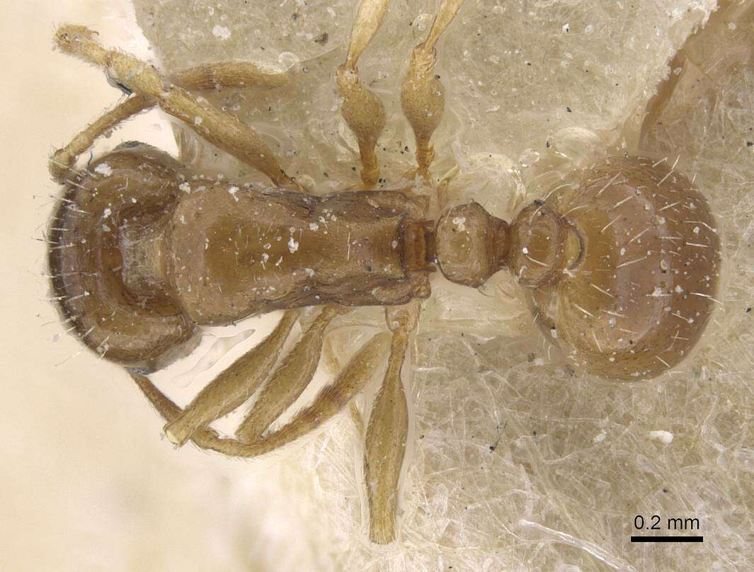 Image of Tetramorium aegeum Radchenko 1992