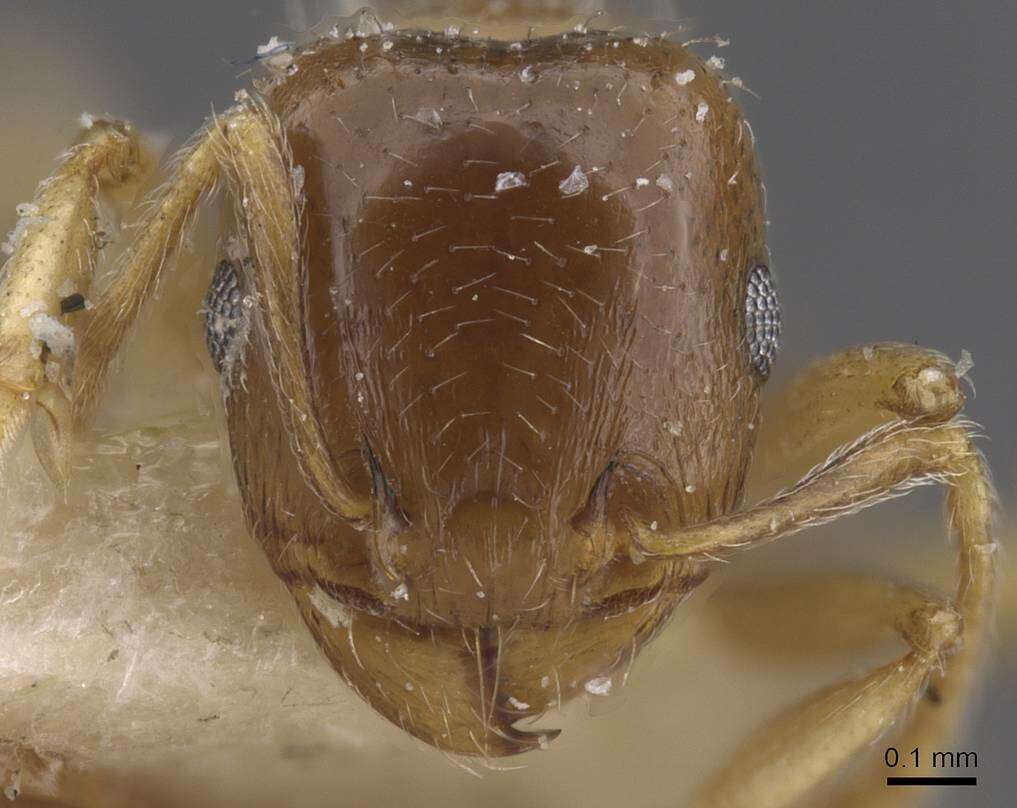 Image of Tetramorium aegeum Radchenko 1992