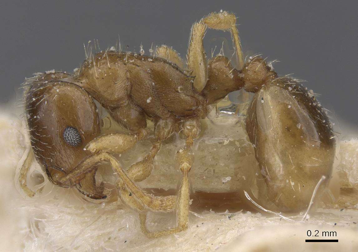 Image of Tetramorium aegeum Radchenko 1992