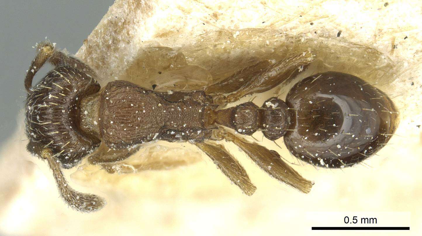 Image of Tetramorium altivagans Santschi 1914