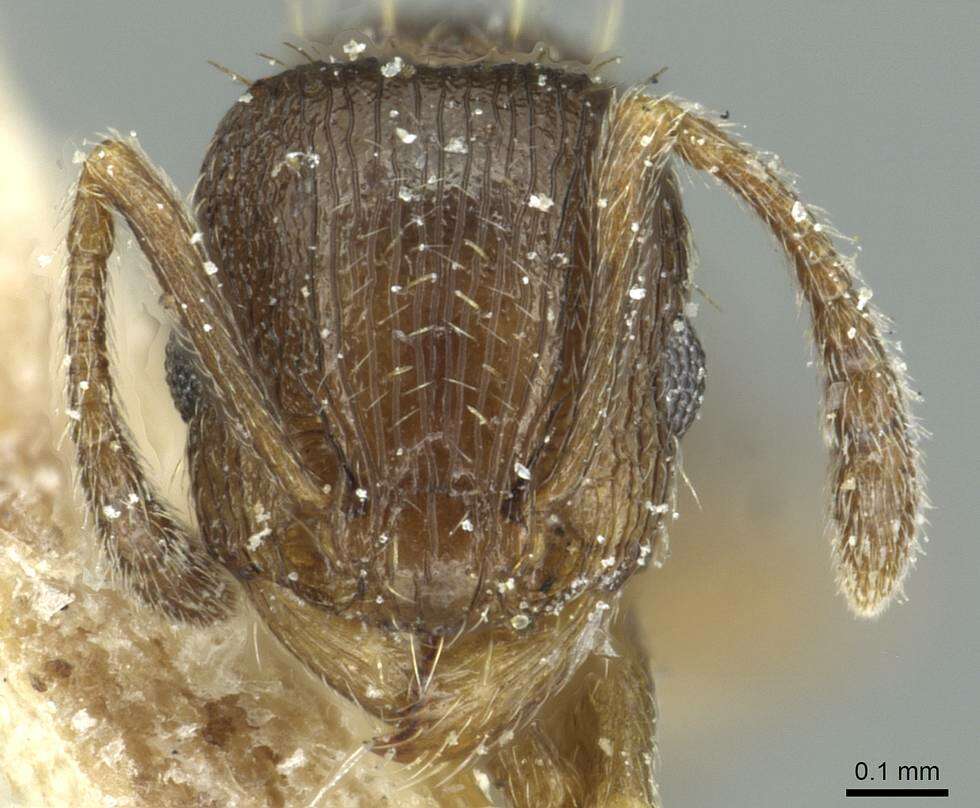 Image of Tetramorium altivagans Santschi 1914