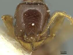 Image of Tetramorium armatum Santschi 1927