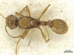 Image of Tetramorium bequaerti Forel 1913