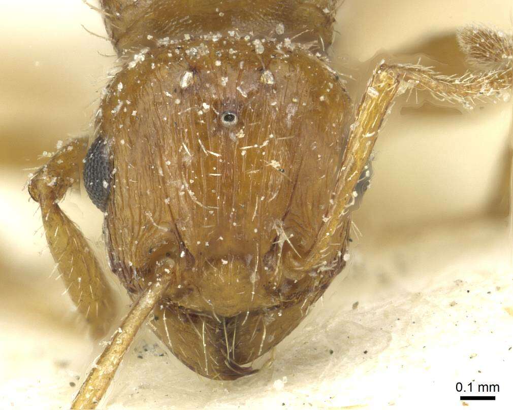 Image of Tetramorium bequaerti Forel 1913