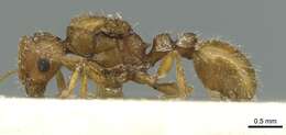 Image of Tetramorium bequaerti Forel 1913