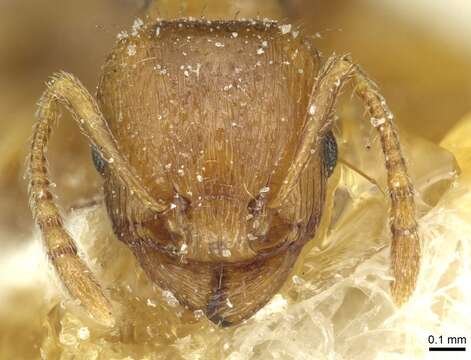 Image de Tetramorium biskrense Forel 1904