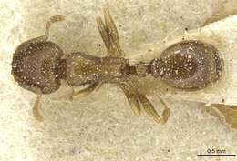 Image of Tetramorium punicum (Smith 1861)