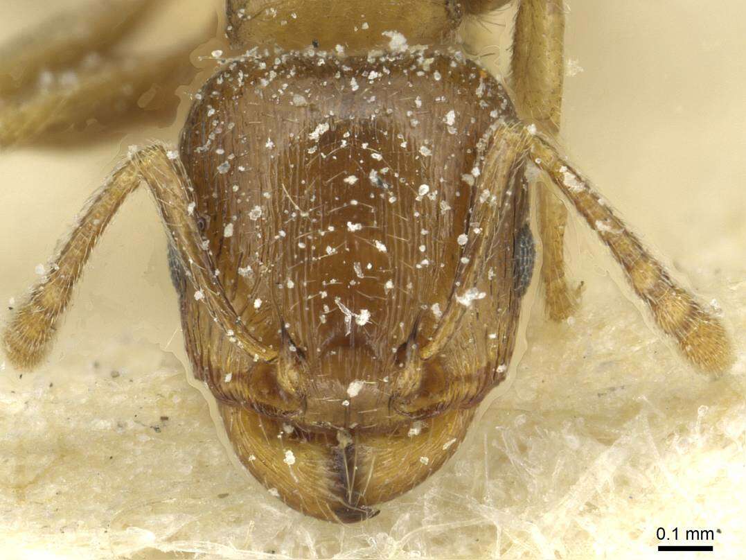 Image of Tetramorium punicum (Smith 1861)