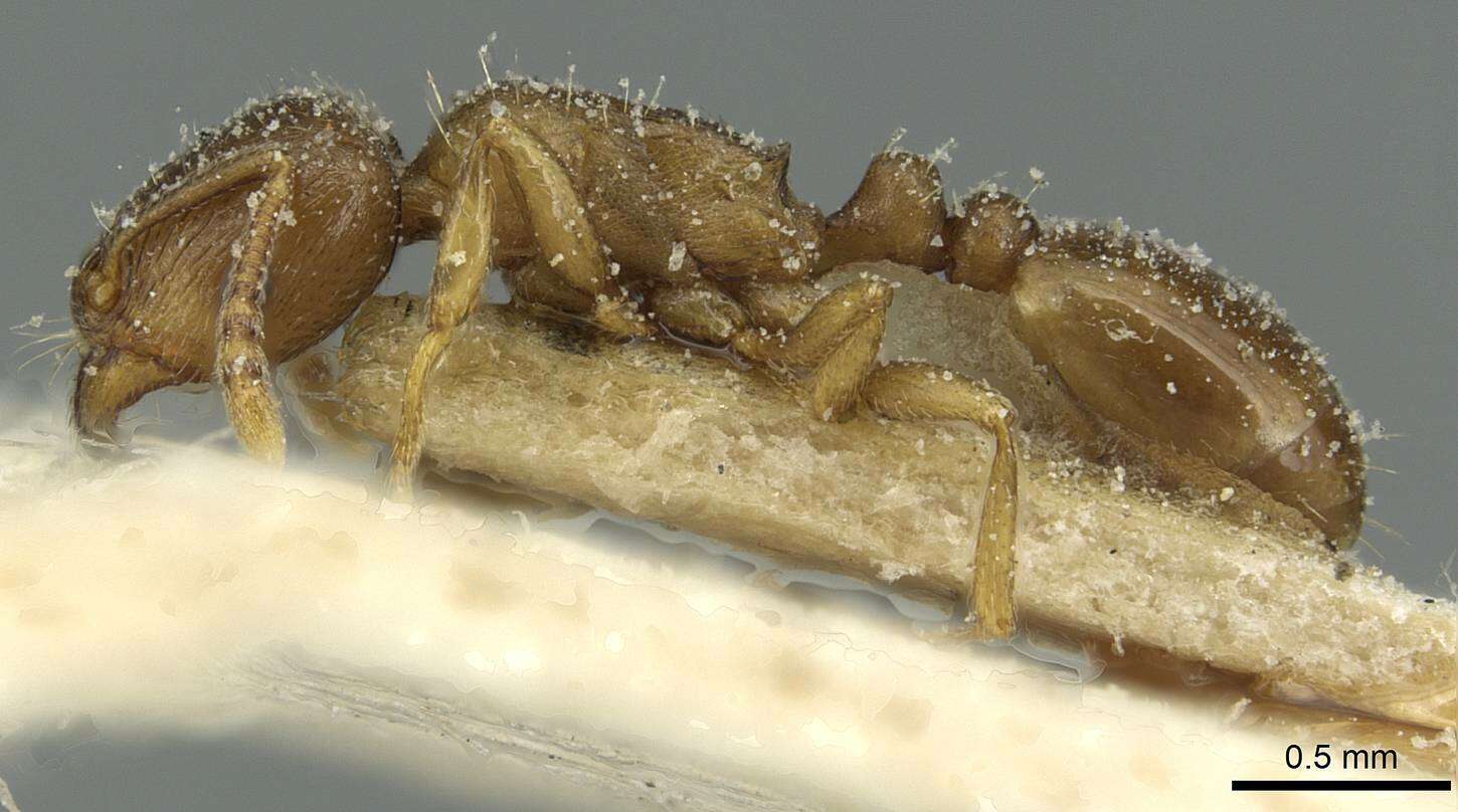 Image of Tetramorium punicum (Smith 1861)