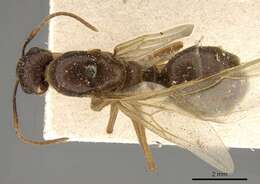 Image of Camponotus tenuipes (Smith 1857)