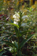 Image of white turtlehead