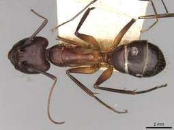 Image of Camponotus erigens Forel 1894