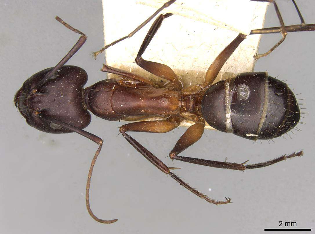 Image of Camponotus erigens Forel 1894