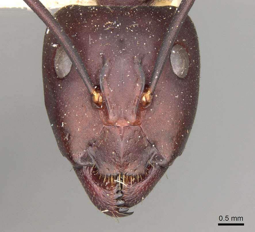 Image of Camponotus erigens Forel 1894