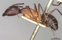 Image of Camponotus erigens Forel 1894