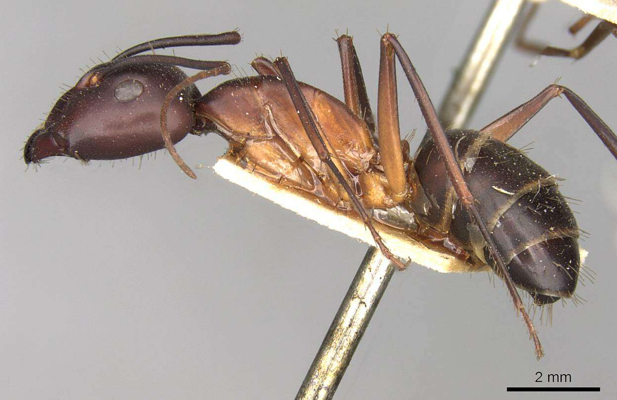 Image of Camponotus erigens Forel 1894