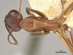 Image of Camponotus erigens Forel 1894