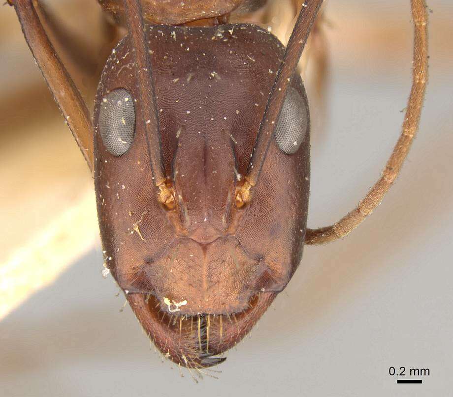 Image of Camponotus erigens Forel 1894