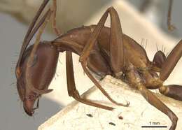 Image of Camponotus erigens Forel 1894