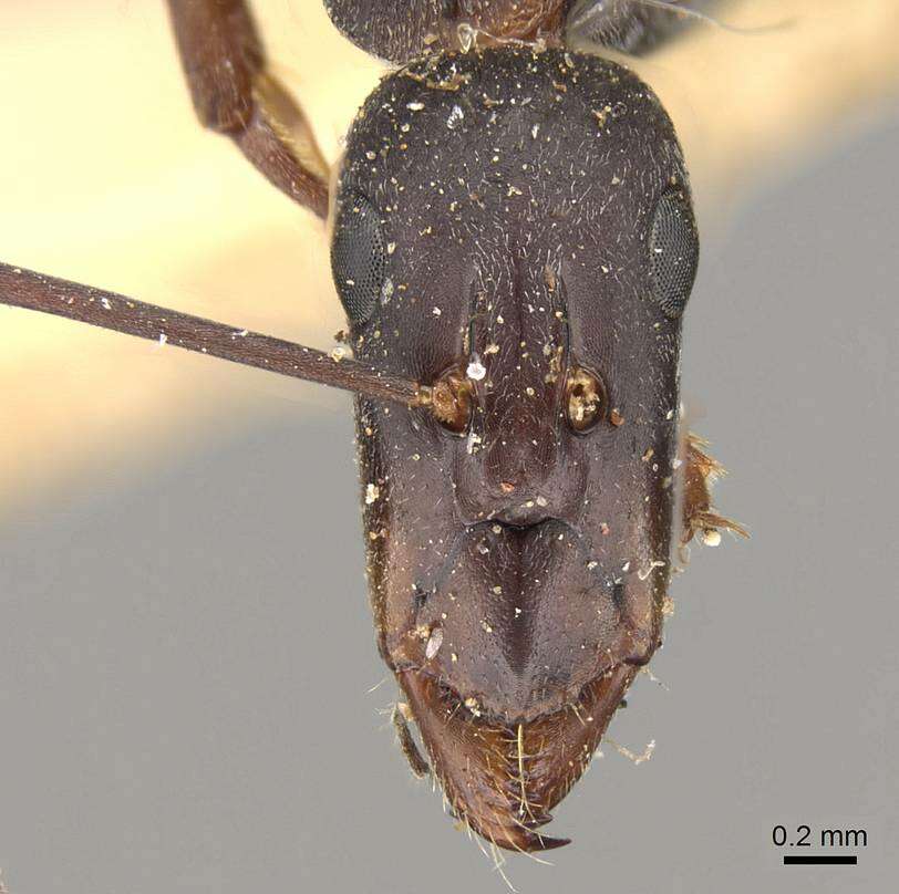 Camponotus angusticeps Emery 1886的圖片