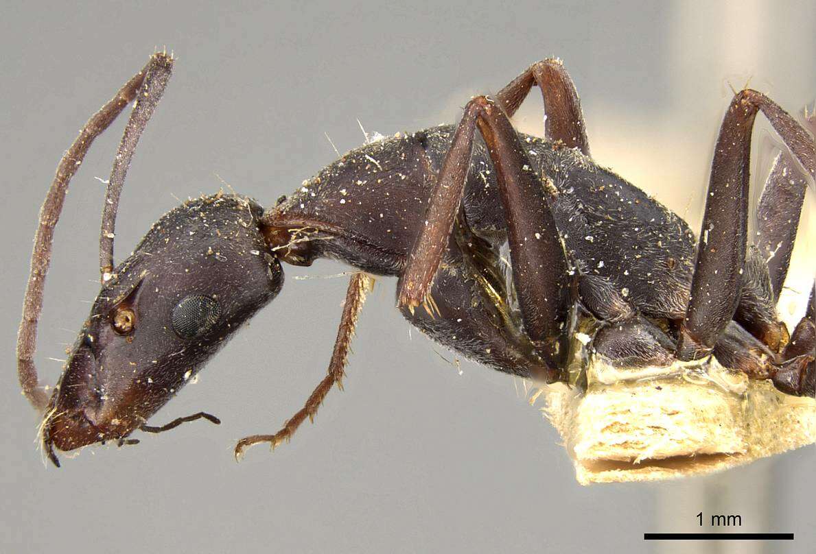 Camponotus angusticeps Emery 1886的圖片