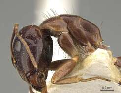 Image de Camponotus albosparsus Bingham 1903