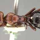 Image of Camponotus sicheli Mayr 1866