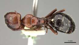 Image of Camponotus sicheli Mayr 1866