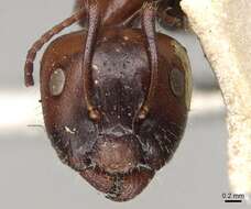 Image of Camponotus sicheli Mayr 1866