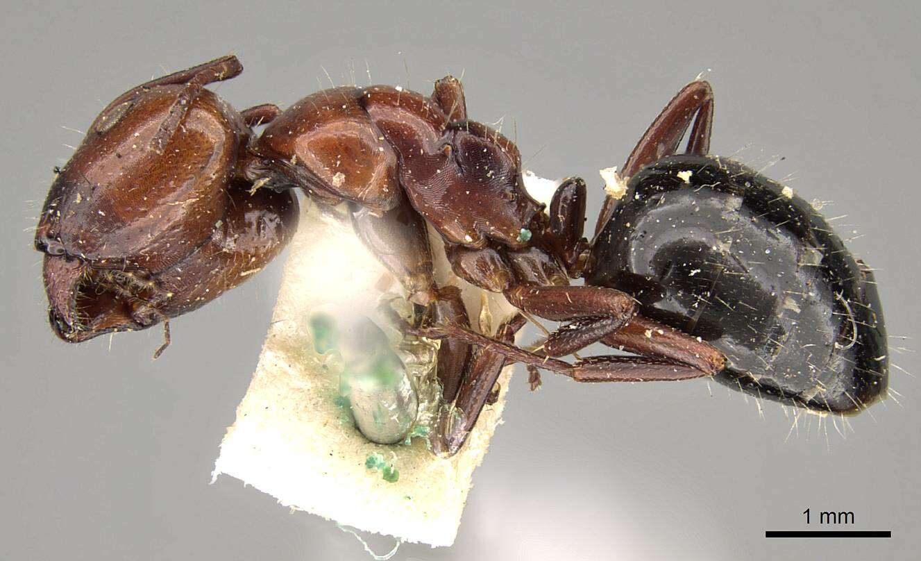 Image of Camponotus sicheli Mayr 1866