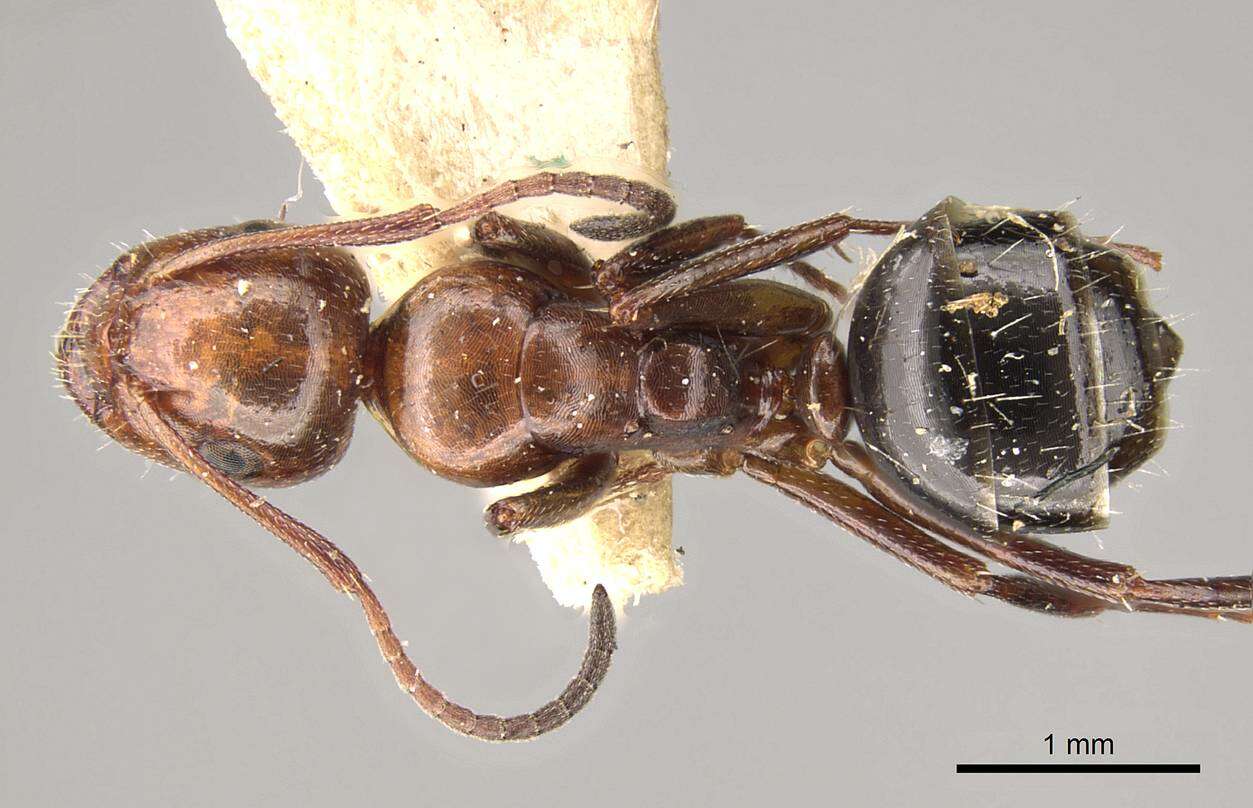 Image of Camponotus sicheli Mayr 1866