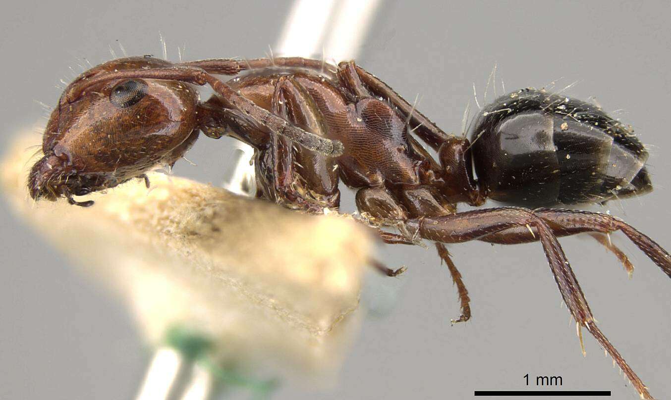 Image of Camponotus sicheli Mayr 1866