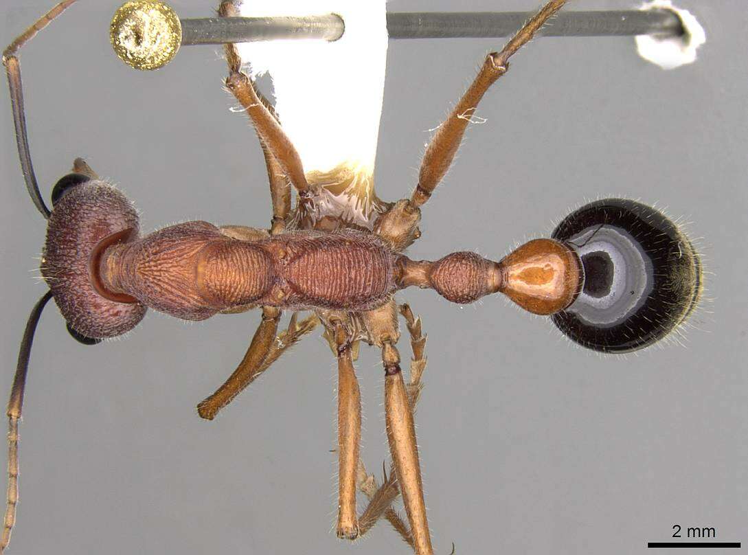 Image of Myrmecia analis Mayr 1862