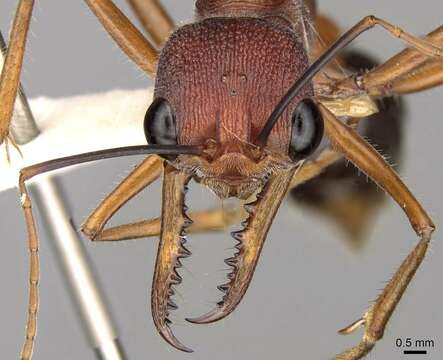 Image of Myrmecia analis Mayr 1862