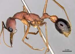 Image of Myrmecia analis Mayr 1862