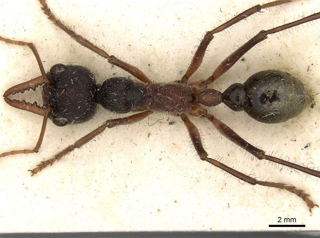 Image of Myrmecia auriventris Mayr 1870