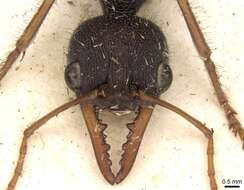 Image of Myrmecia auriventris Mayr 1870