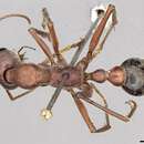 Image of Myrmecia comata Clark 1951