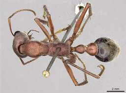 Image of Myrmecia comata Clark 1951