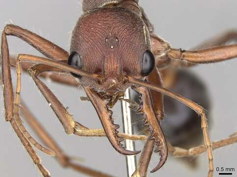 Image of Myrmecia comata Clark 1951