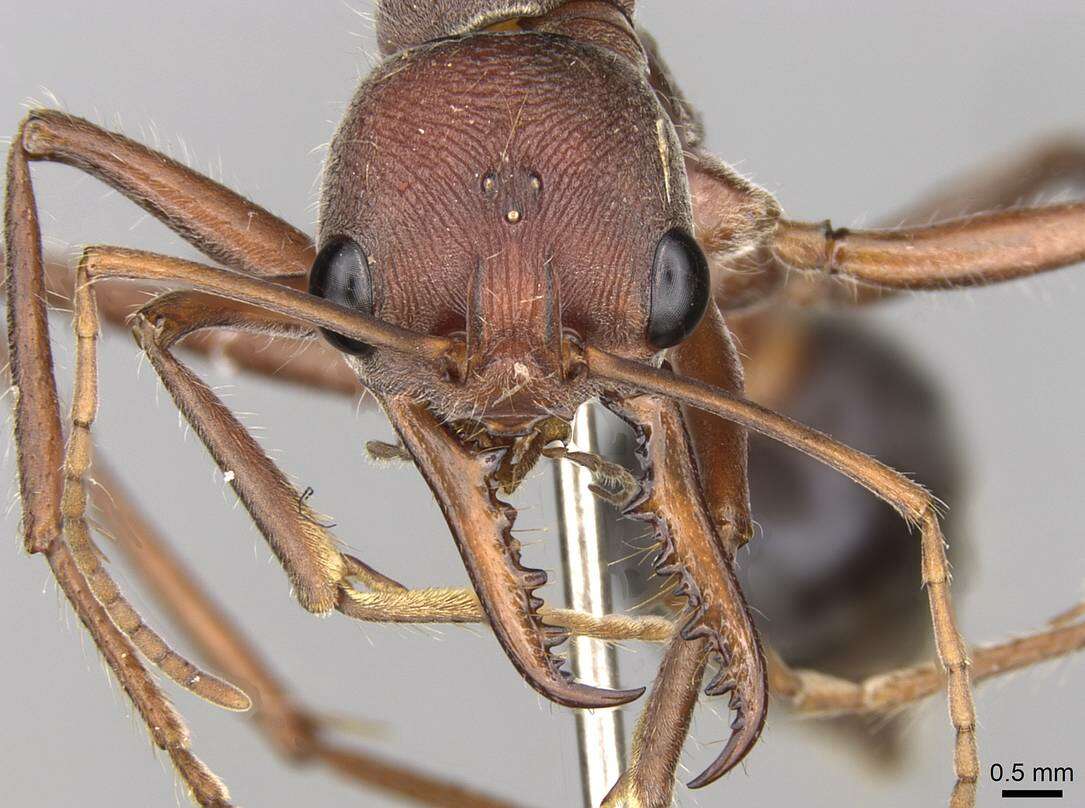 Image of Myrmecia comata Clark 1951