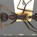 Image of Myrmecia arnoldi Clark 1951